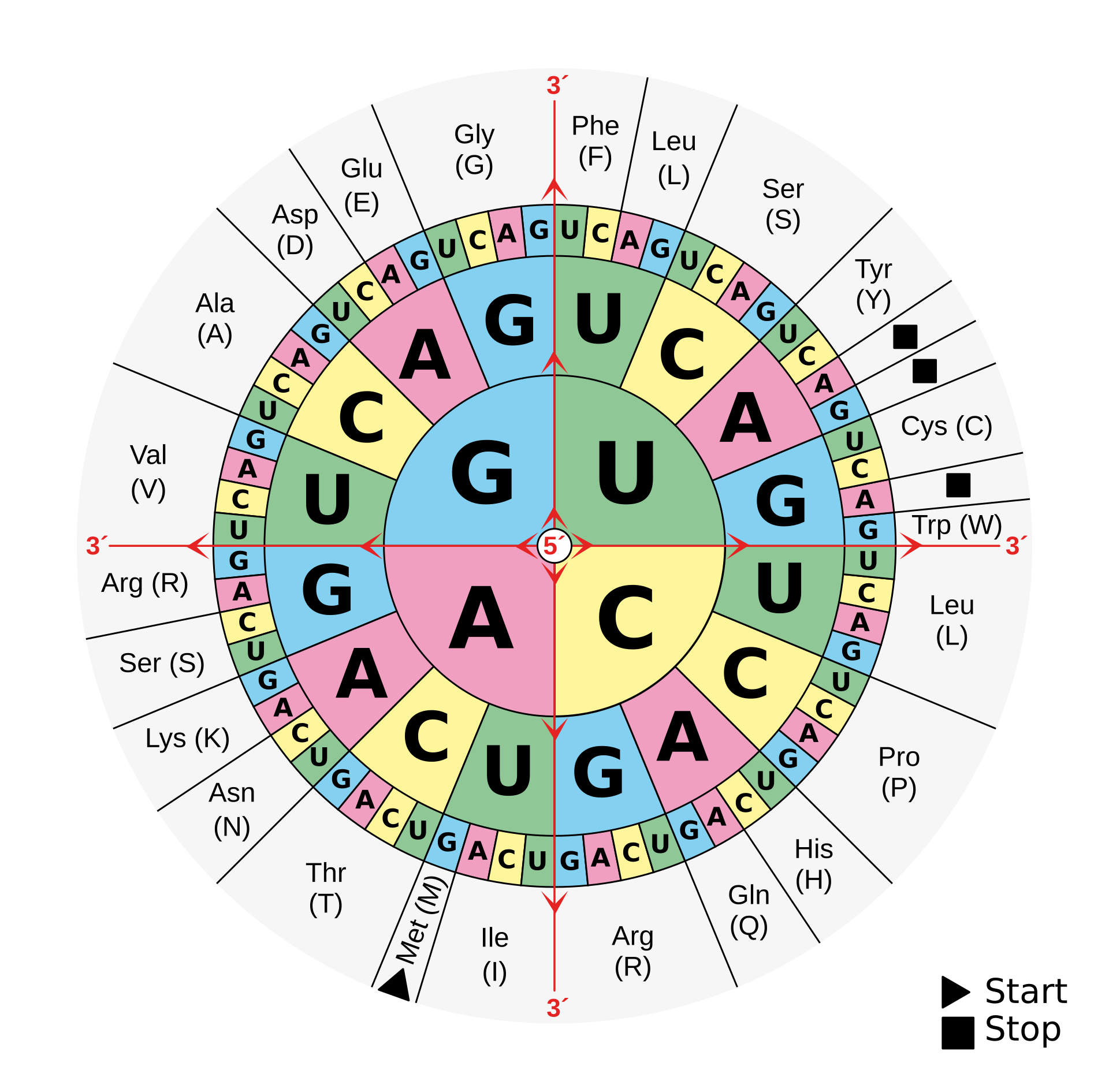 Codons aminoacids table